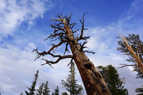 Gnarled Dead Tree