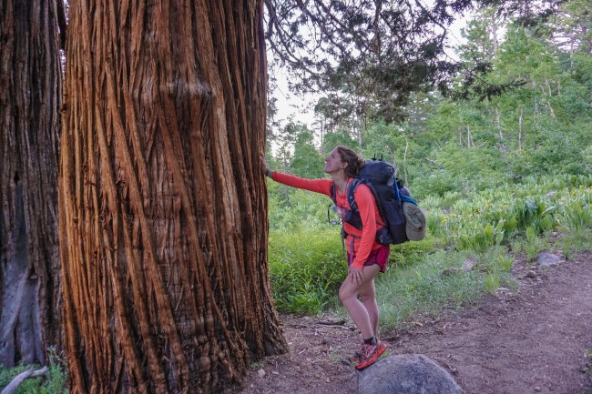 Alyssa touching a redwood