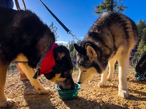 Dogs drinking water