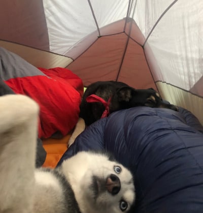 Dogs in the tent