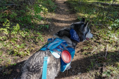 Kota wearing a backpack