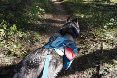 Kurgo Baxter Dog Backpack Review: A Great Pack For All Types Of