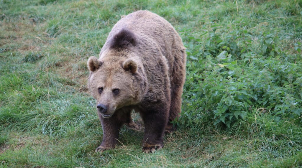 Bear on grass